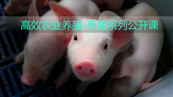前沿高效农业养殖-养猪系列精品课程【牛一点农业】
